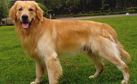 十大适合家养的大型犬