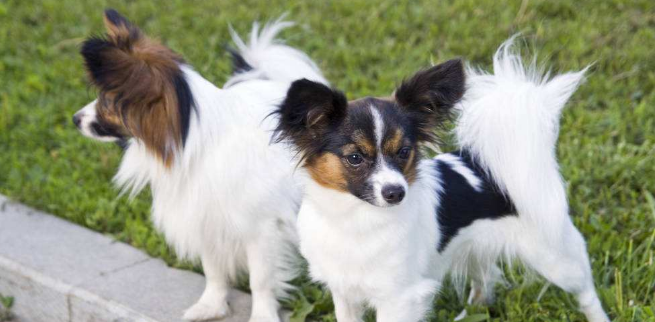 蝴蝶犬该怎么喂养