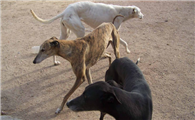灵缇犬的原产地在哪里