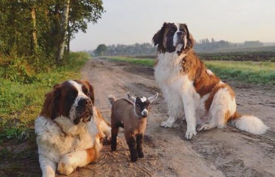 圣伯纳犬窝咳吃什么药最好 圣伯纳犬窝咳吃什么药最好