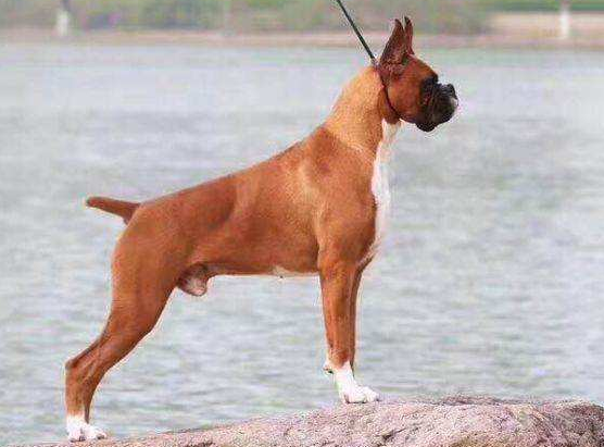 德国拳师犬的寿命一般是多久