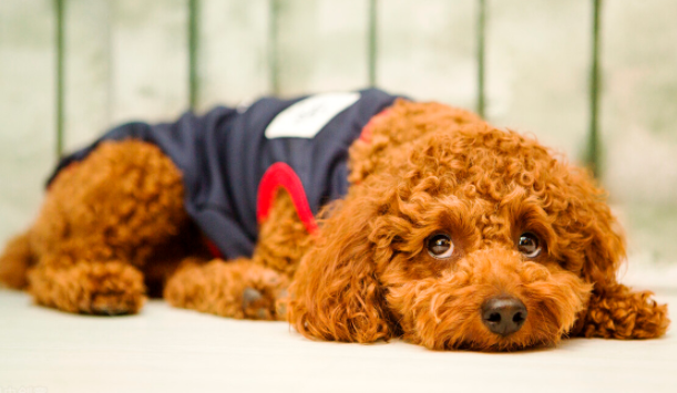 泰迪犬一天吃几顿