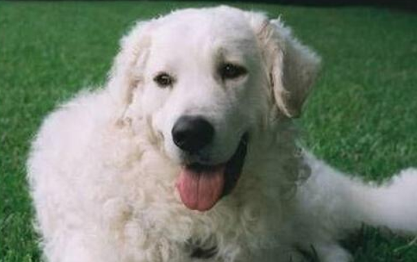 库瓦斯犬怎么训练才听话 库瓦斯犬怎么训练才听话