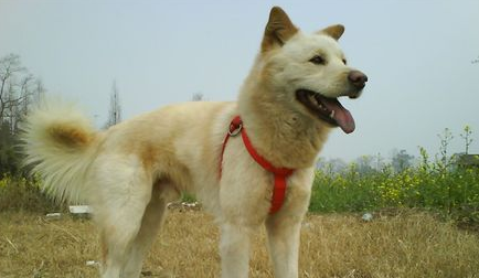 秋田犬的用途是什么 秋田犬的用途是什么