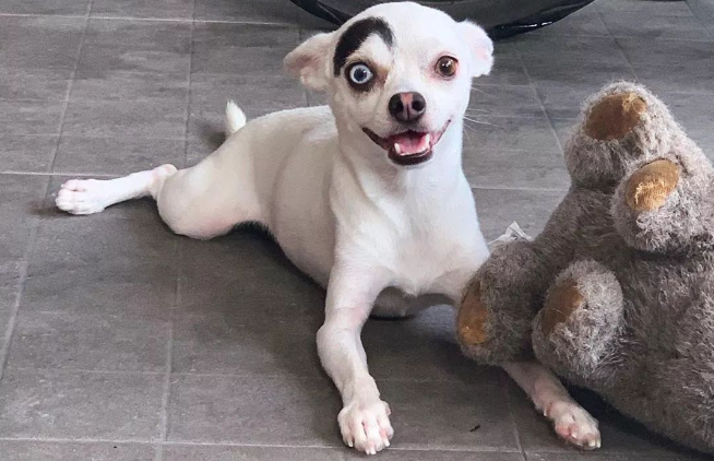 吉娃娃犬长大后的图片 吉娃娃犬长大后的图片