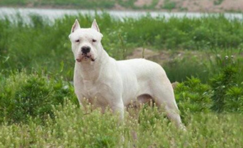 阿根廷杜高犬拉稀应该怎么做