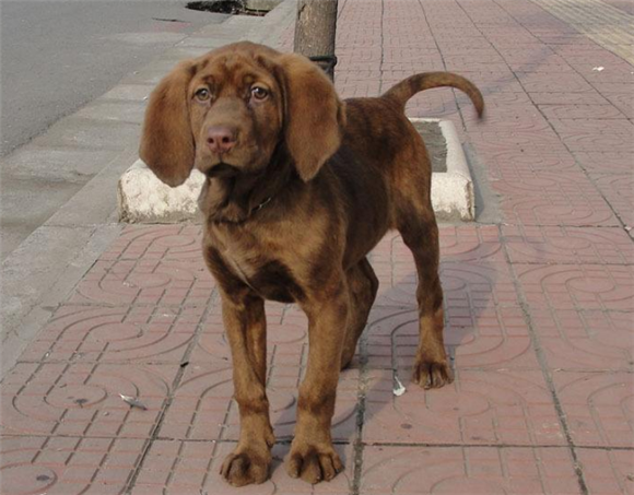 怎么判断黑褐猎浣熊犬得了什么病