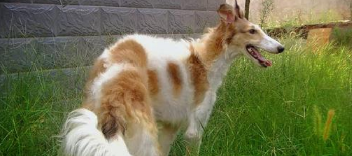 苏俄牧羊犬什么颜色好