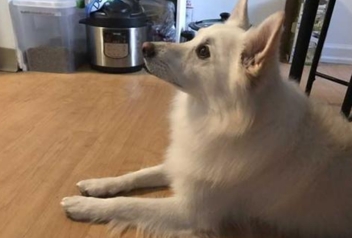 美国爱斯基摩犬的体重大约是多少