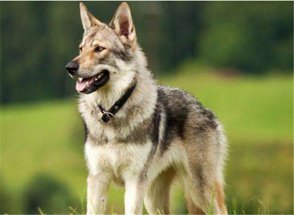 捷克狼犬的外貌特征性格 捷克狼犬的外貌特征性格