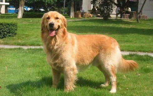 黄金猎犬窝咳吃什么药最好