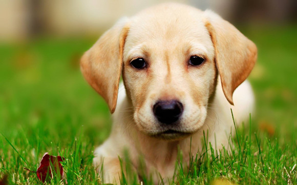拉布拉多寻回犬聪明吗 拉布拉多寻回犬聪明吗