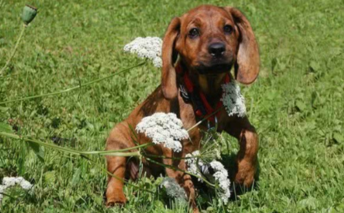 汉诺威山地猎犬图片-汉诺威猎犬多重-汉诺威猎犬好养吗