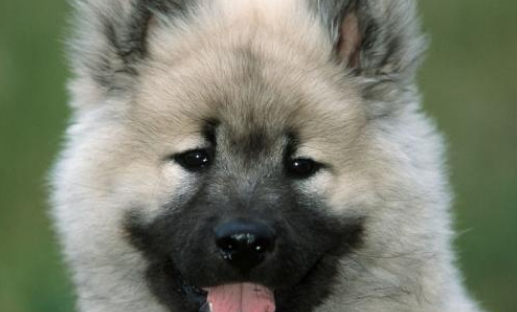 欧亚大陆犬如何训练