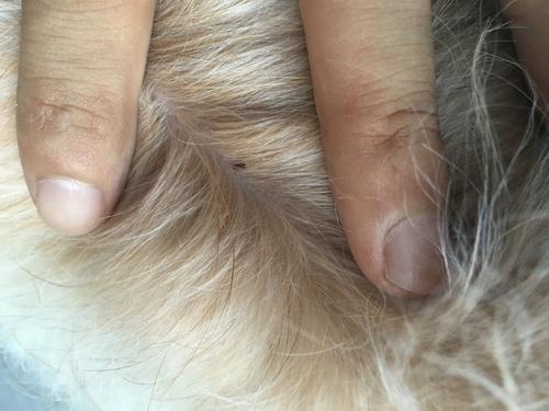狗狗虱子怎么彻底去除最简单的方法