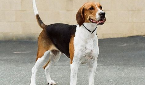 英国猎狐犬训练技巧有哪些
