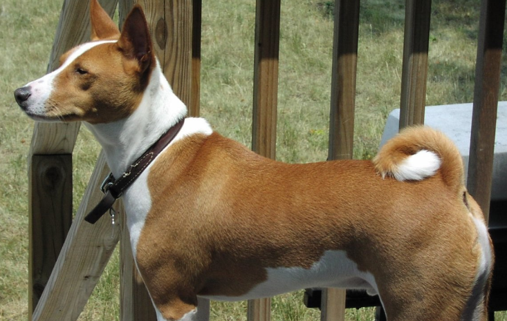 源于非洲,为小型的短毛猎犬.