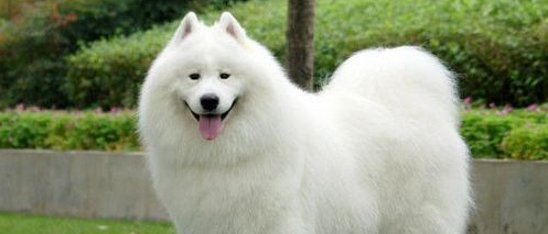 萨摩耶犬生活习惯