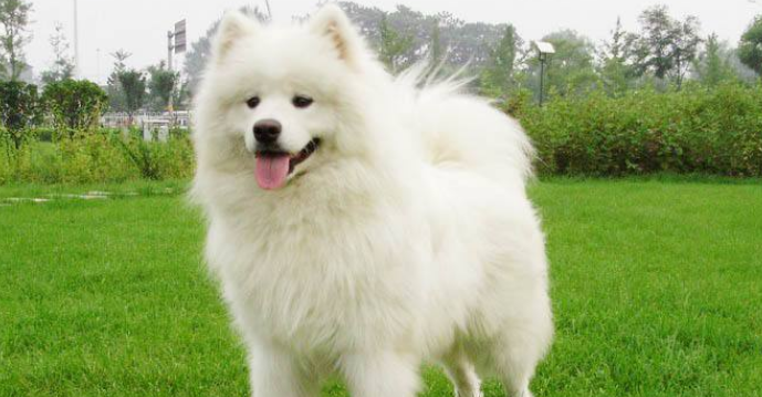 萨摩耶犬有攻击性吗 萨摩耶犬有攻击性吗