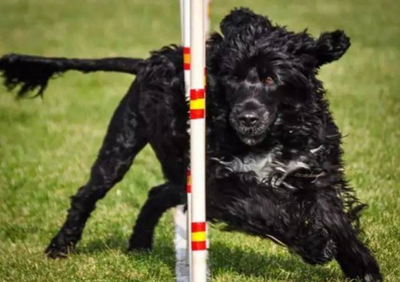 葡萄牙水犬聪明吗 葡萄牙水犬聪明吗