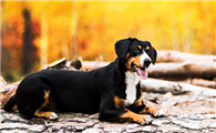 养恩特雷布赫山地犬注意事项