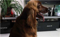 爱尔兰雪达犬有攻击性吗