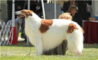 苏俄猎狼犬生活习惯