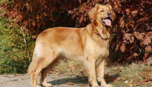 霍夫瓦尔特犬的寿命一般是多久 霍夫瓦尔特犬的寿命一般是多久