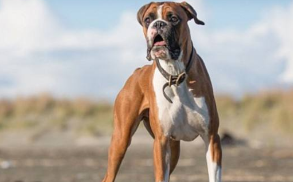 德国拳师犬吃多了拉稀怎么办