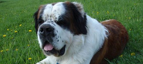 圣伯纳犬的性格外貌特征