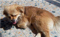 西藏猎犬的体重大约是多少