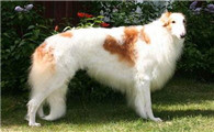 苏俄猎狼犬的原产地在哪里