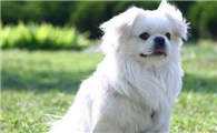 购买西藏猎犬注意些什么