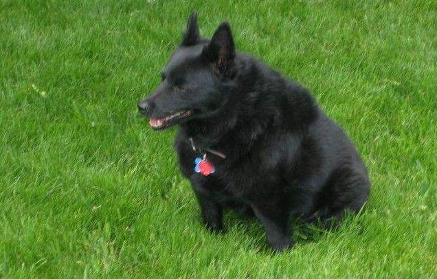 舒柏奇犬多大产仔
