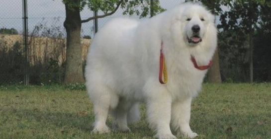 大白熊犬的性格外貌特征