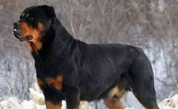 霍夫瓦尔特犬训练技巧有哪些