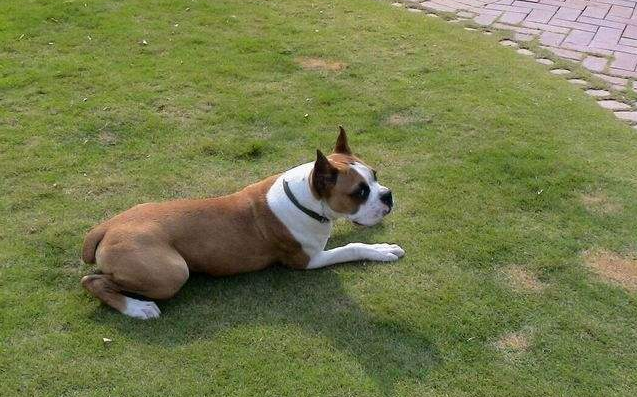 拳师犬怎么训练才听话