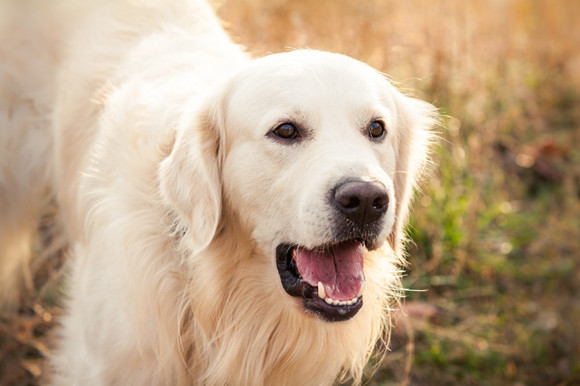 拉布拉多寻回犬有攻击性吗 拉布拉多寻回犬有攻击性吗