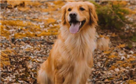 霍夫瓦尔特犬如何训练