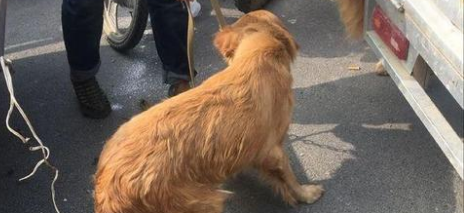 黄金猎犬多少钱一只