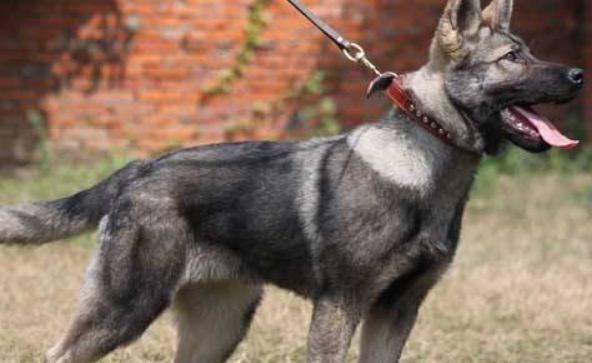购买昆明犬的注意事项 购买昆明犬的注意事项