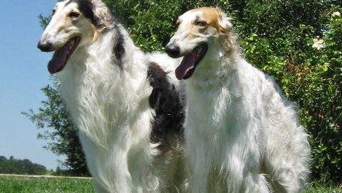 怎么判断苏俄牧羊犬得了什么病