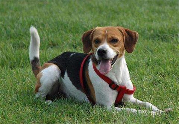 英国猎狐犬吃多了吐了怎么办