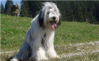 古代长须牧羊犬聪明吗
