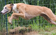 格雷伊猎犬多大产仔