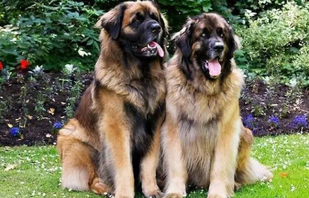 伯格犬的体高是多少
