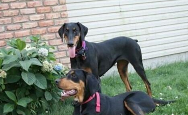 黑褐猎浣熊犬聪明吗