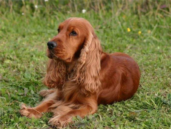 美国可卡犬一般多少钱