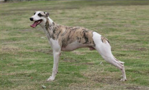 惠比特犬的起源和历史 惠比特犬的起源和历史