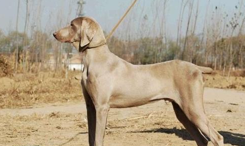 魏玛犬的用途是什么